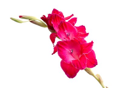 güzel parlak pembe Glayöl çiçek üzerinde beyaz izole