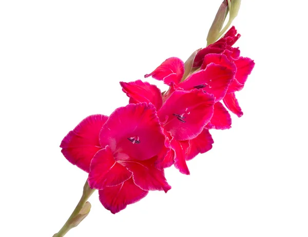 Schöne Leuchtend Rosa Gladiolenblüte Isoliert Auf Weiß — Stockfoto