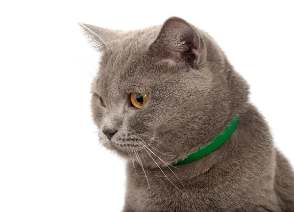 Blu Grigio Gatto Britannico Isolato Sul Bianco — Foto Stock