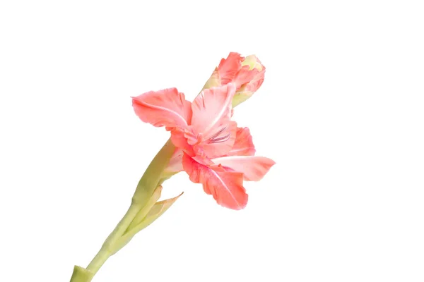 Bela Flor Gladiolus Rosa Brilhante Isolado Branco — Fotografia de Stock