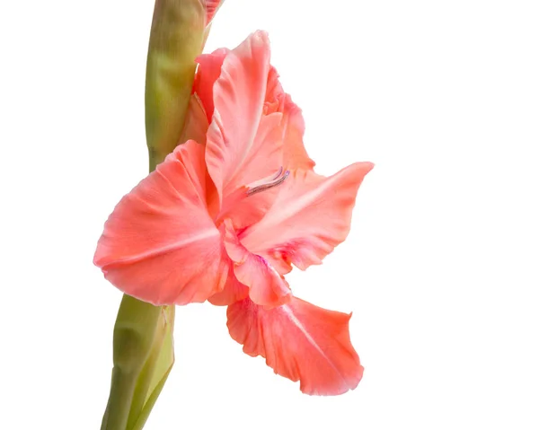 Bela Flor Gladiolus Roxo Brilhante Isolado Branco — Fotografia de Stock