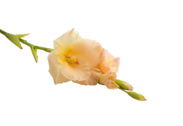 Krásné Světlé Mečík Květina Izolované Bílém — Stock fotografie