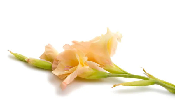 Krásné Světlé Mečík Květina Izolované Bílém — Stock fotografie