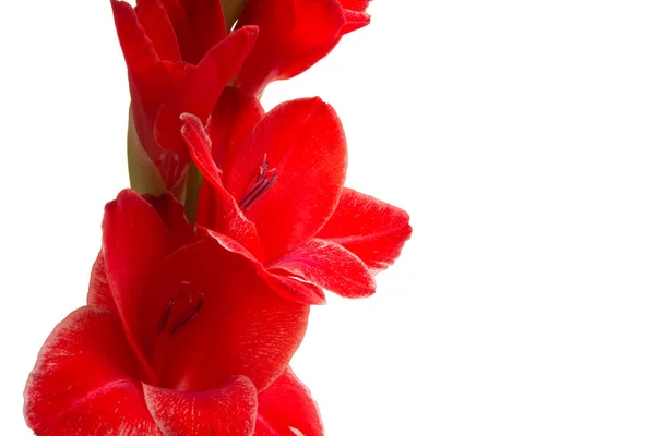 Szép Fényes Gladiolus Virág Elszigetelt Fehér — Stock Fotó