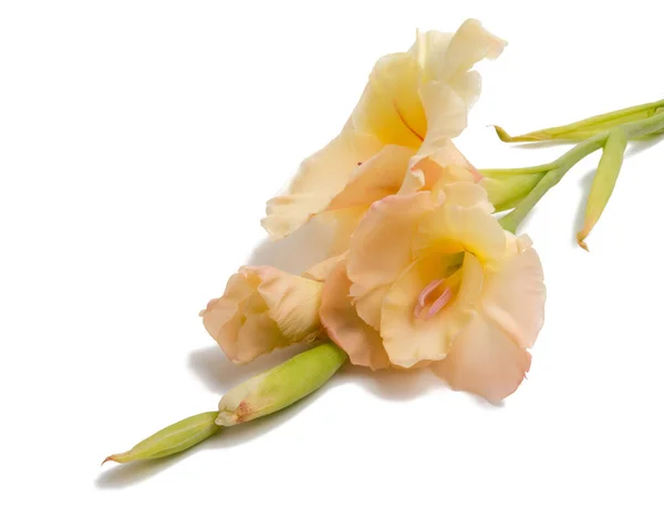 Beautiful Bright Gladiolus Flower Isolated White — Stock Photo, Image