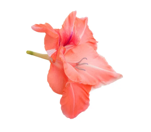 Bela Flor Gladiolus Brilhante Isolado Branco — Fotografia de Stock