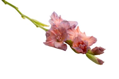 güzel parlak mor Glayöl çiçek üzerinde beyaz izole