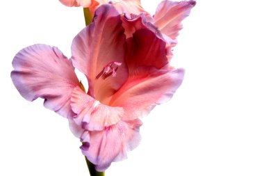 güzel parlak mor Glayöl çiçek üzerinde beyaz izole