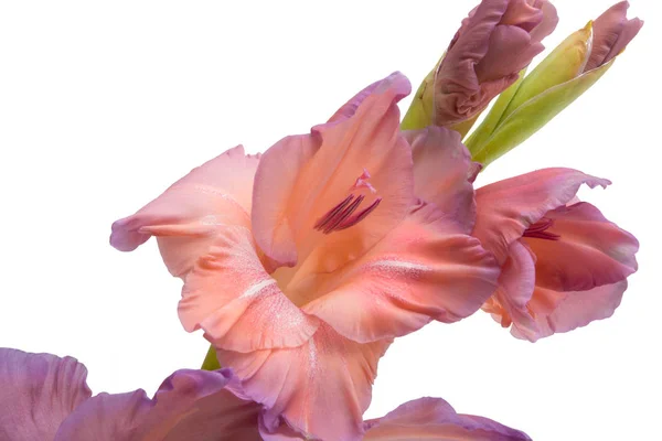 Szép Világos Lila Gladiolus Virág Elszigetelt Fehér — Stock Fotó
