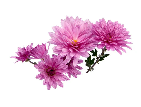 Kasımpatı pembe çiçekler üzerinde beyaz izole