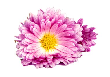 Kasımpatı pembe çiçekler üzerinde beyaz izole