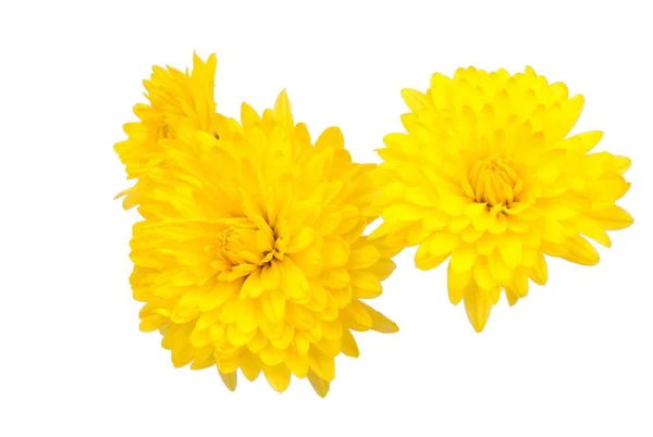Crizanteme Flori Galbene Izolate Alb — Fotografie, imagine de stoc