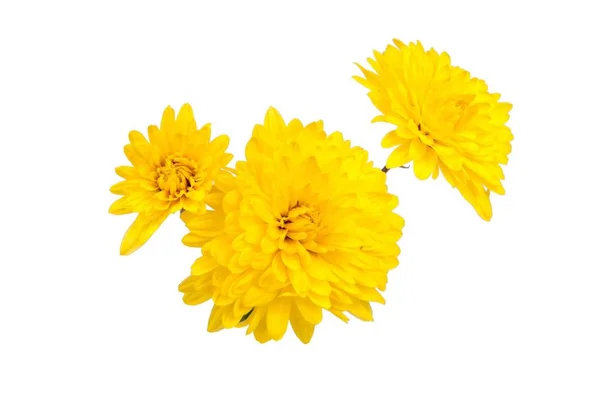 Gula Chrysanthemumblommor Isolerat Vitan — Stockfoto