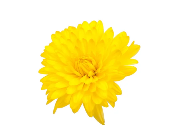 Chrysant Gele Bloemen Geïsoleerd Witte — Stockfoto