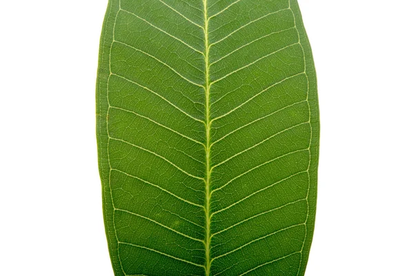 Folha Verde Frangipani Isolado Branco — Fotografia de Stock