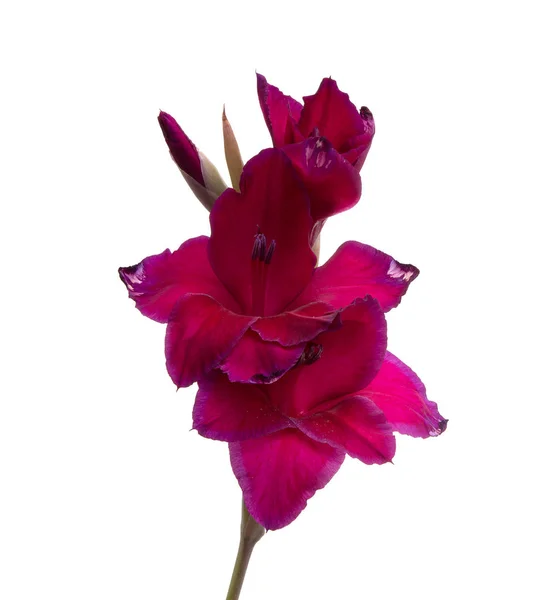 Schöne Helle Gladiolenblüte Isoliert Auf Weiß — Stockfoto