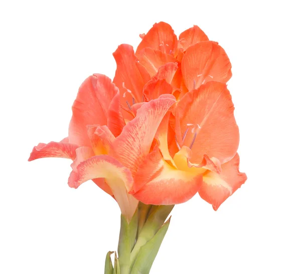 Elegant Schöne Leuchtend Orangefarbene Gladiolen Isoliert Auf Dem Weißen — Stockfoto