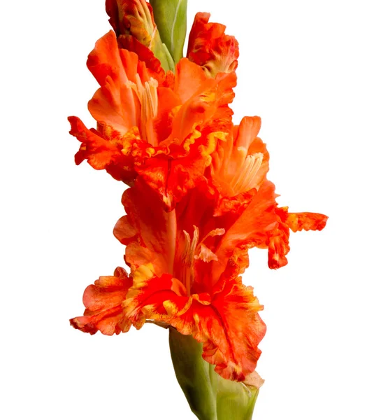 Elegáns Szép Fényes Gladiolus Elszigetelt Fehér — Stock Fotó