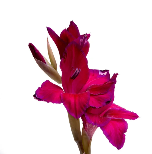 Elegáns Szép Fényes Gladiolus Elszigetelt Fehér — Stock Fotó