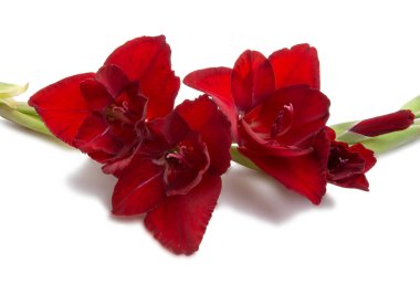 zarif güzel parlak Glayöl üzerinde beyaz izole