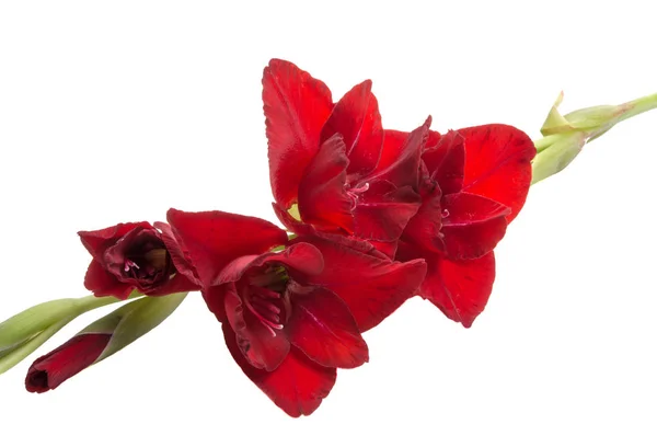 Elegáns Szép Fényes Gladiolus Elszigetelt Fehér — Stock Fotó