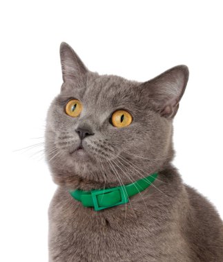 yeşil yaka üzerinde beyaz izole ile güzel komik İngiliz kedi