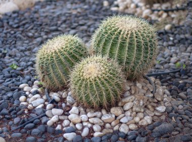 taş bahçede yeşil kaktüs