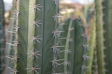 taş bahçede yeşil kaktüs