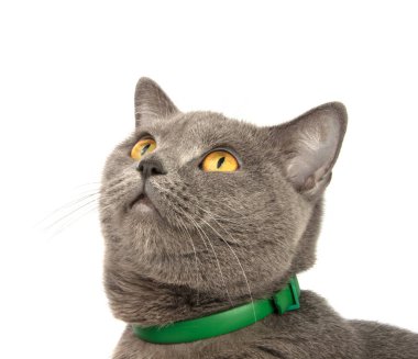 beyaz gri güzel mavi kedi izole