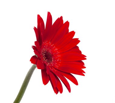 Beyaz backgrou üzerinde izole kırmızı eski taze gerbera çiçek