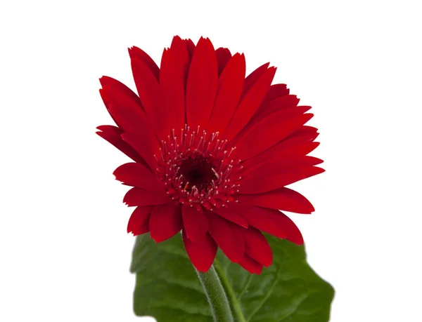 Червона старовинна свіжа квітка гербери ізольована на білому фоні — стокове фото