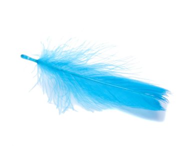 Beyaz stüdyo arka planda izole mavi Kabarık tüy yumuşak
