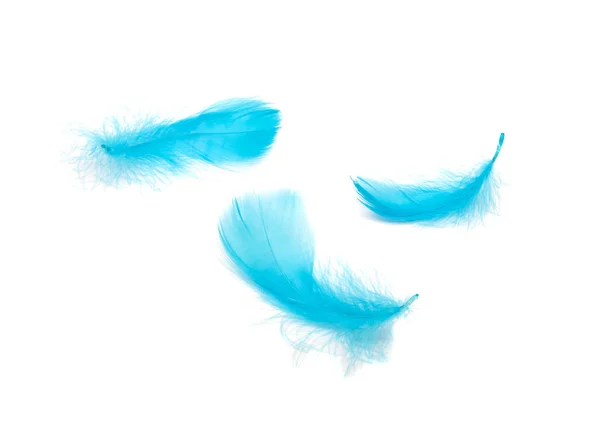 Plumes pelucheuses bleues douces isolées sur fond de studio blanc — Photo