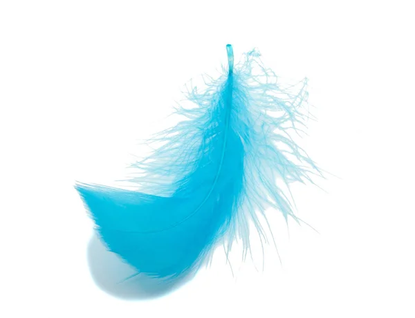 Plumes pelucheuses bleues douces isolées sur fond de studio blanc — Photo