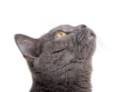 Beyaz arka plan üzerinde izole İngiliz Gri kedi