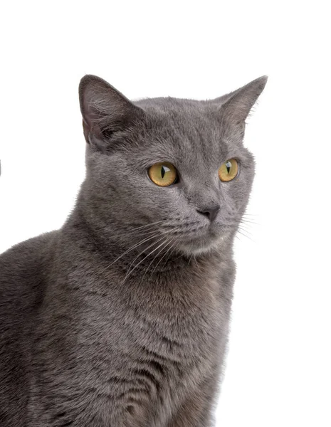 Серый кот, выделенный на белом фоне — стоковое фото