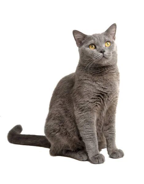 British gray cat isolated on the white background Stock Picture
