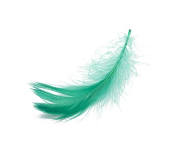 Yeşil kabarık tüy yumuşak beyaz stüdyo backgroun izole