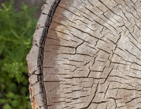 Wooden circle of the tree with rings.Old tree.