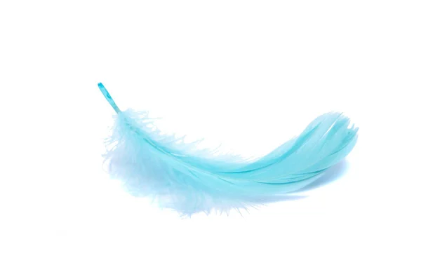 Plumes pelucheuses bleues douces isolées sur fond de studio blanc — Photo