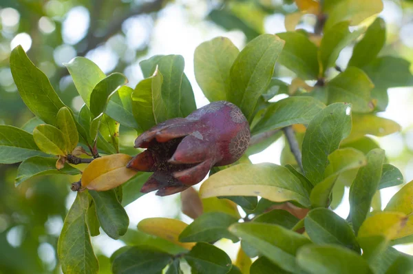 Árbol de granada brillante con frutas jóvenes —  Fotos de Stock
