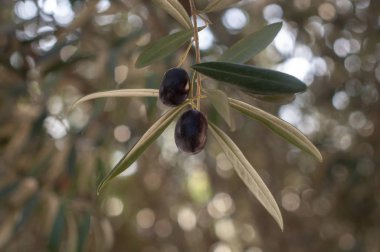 Aroma zeytin ağacı, güzel bir vejetaryen yemeği resmi.