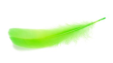 Stüdyodaki tüylü kuş tüyü yeşili renk beyaz renkte izole edilmiş.