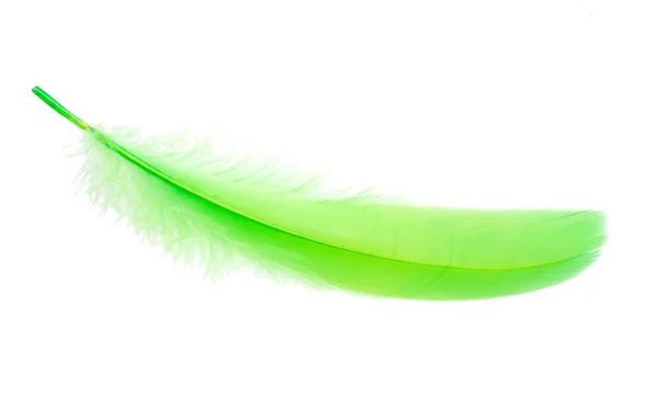 Fluffy Bird Feather Green Color Studio Isolated White — Stock Photo, Image