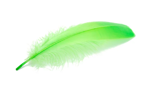 Fluffy Bird Feather Green Color Studio Isolated White — Stock Photo, Image