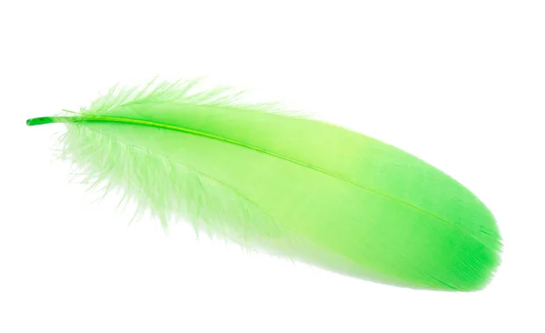 Fluffy Bird Feather Green Color Studio Isolated White — Stock Photo, Image