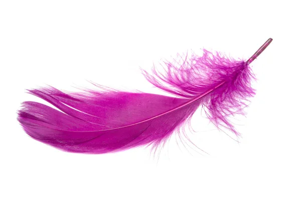 Fluffy Bird Feather Violet Color Studio Isolated White — Stock Photo, Image