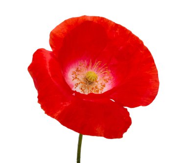 Güzel kırmızı gelincik çiçeği beyazda izole edilmiş.