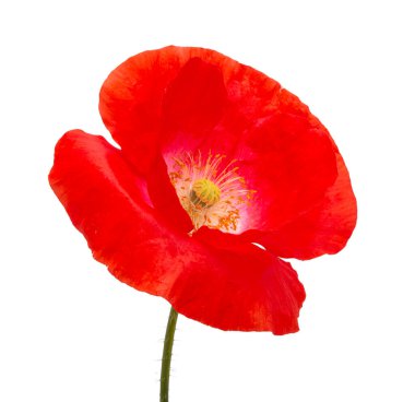 Güzel kırmızı gelincik çiçeği beyazda izole edilmiş.