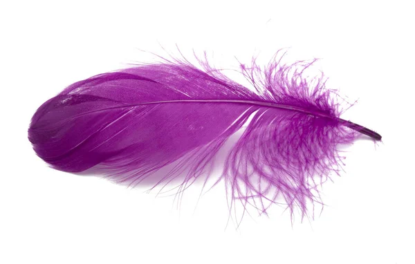Fluffy Bird Feather Violet Color Studio Isolated White — Stock Photo, Image